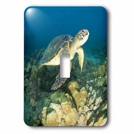 3dRose Green Sea Turtle, Makena SP, Maui, Hawaii - US12 SWS0150 - Stuart Westmorland, Single Toggle Switch