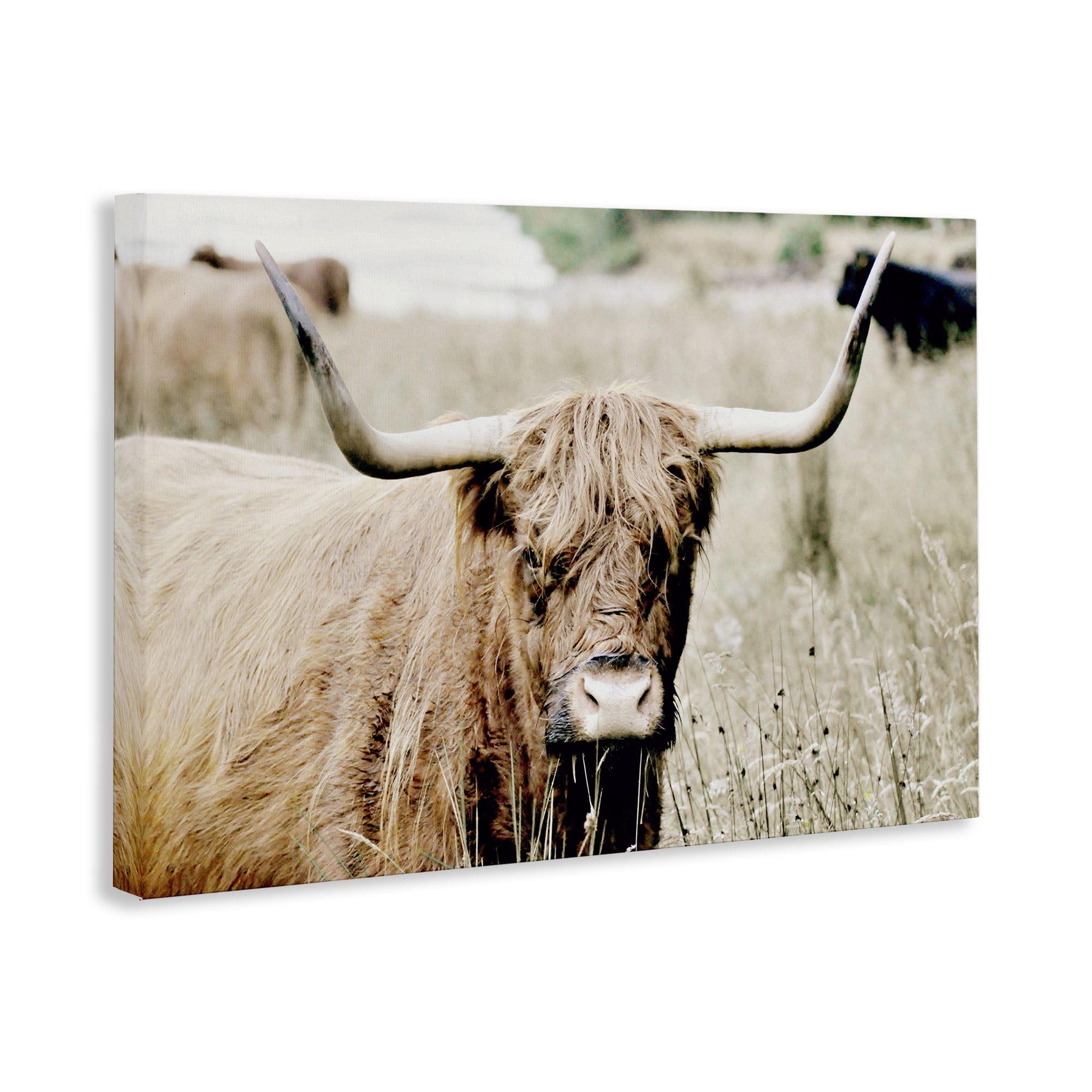 Stupell Industries Highland Cattle in Field Animals & Insects Photography Gallery Wrapped Canvas Art Print Wall Art, 24 x 16