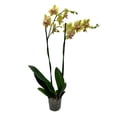 thumbnail image 1 of Orquídea phalaenopsis por pieza, 1 of 4