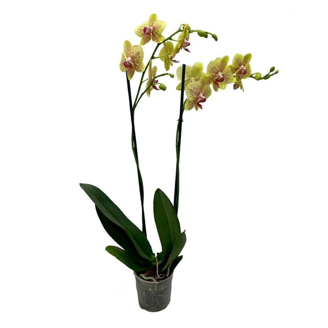 Orquídea phalaenopsis por pieza