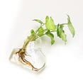 thumbnail image 5 of 2PCS Wall Hanging Glass Plant Terrarium Container Heart Shape Perfect for Propagating Hydroponic Plants Home Garden Decoration Wedding, 5 of 5