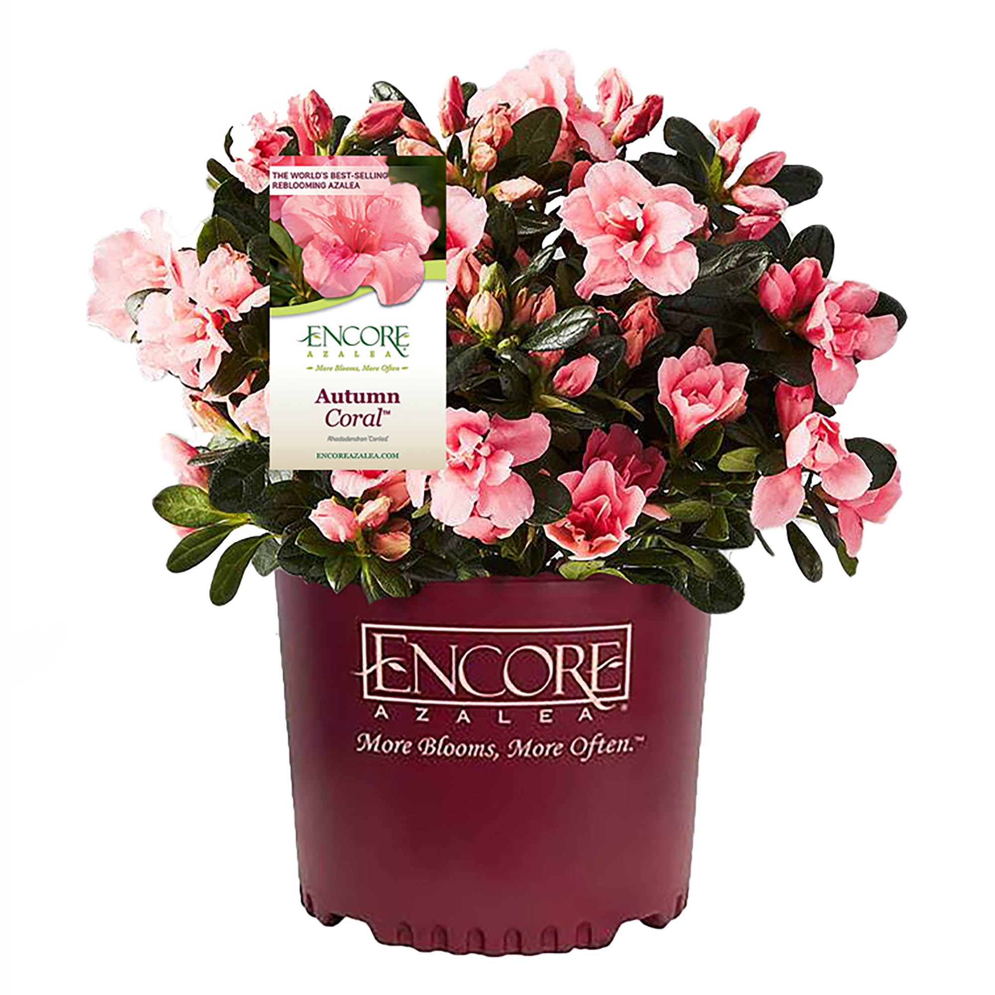 Encore Azalea Autumn Coral Shrub 3 Gallon