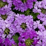 50 Lilac Verbena Seeds – Vibrant Hybrid Flower Seeds for Spring & Summer Gardens – Fast-Growing Perennial Wildflower