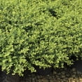 thumbnail image 2 of 1 gal. Ilex Helleri Live Shrub Condition with Full Sunlight, 2 of 7