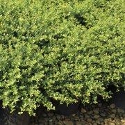 3 gal. Helleri Shrub