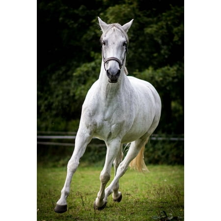 Beautiful Galloping White Horse Journal 150 Page Lined