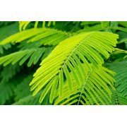 10 Super Rare seeds Acacia /Senegalia catechu -drought tolerant- bright yellow flowers- Container gardening or standard zone 9+ mimosa