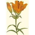 thumbnail image 2 of Curtis 22x32 White Modern Wood Framed Museum Art Print Titled - Lily Varieties III, 2 of 4