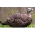 Primos Hunting Lil Gobbstopper Hen & Jake Turkey Decoy Combo, Field