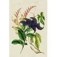 thumbnail image 2 of Paxton  11x14 Gold Ornate Wood Framed with Double Matting Museum Art Print Titled - Paxton Botanical Pairing IV, 2 of 4
