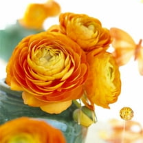 Orange Ranunculus Bulbs for Planting, Beautiful Long Lasting Flowers (20 Bulbs)