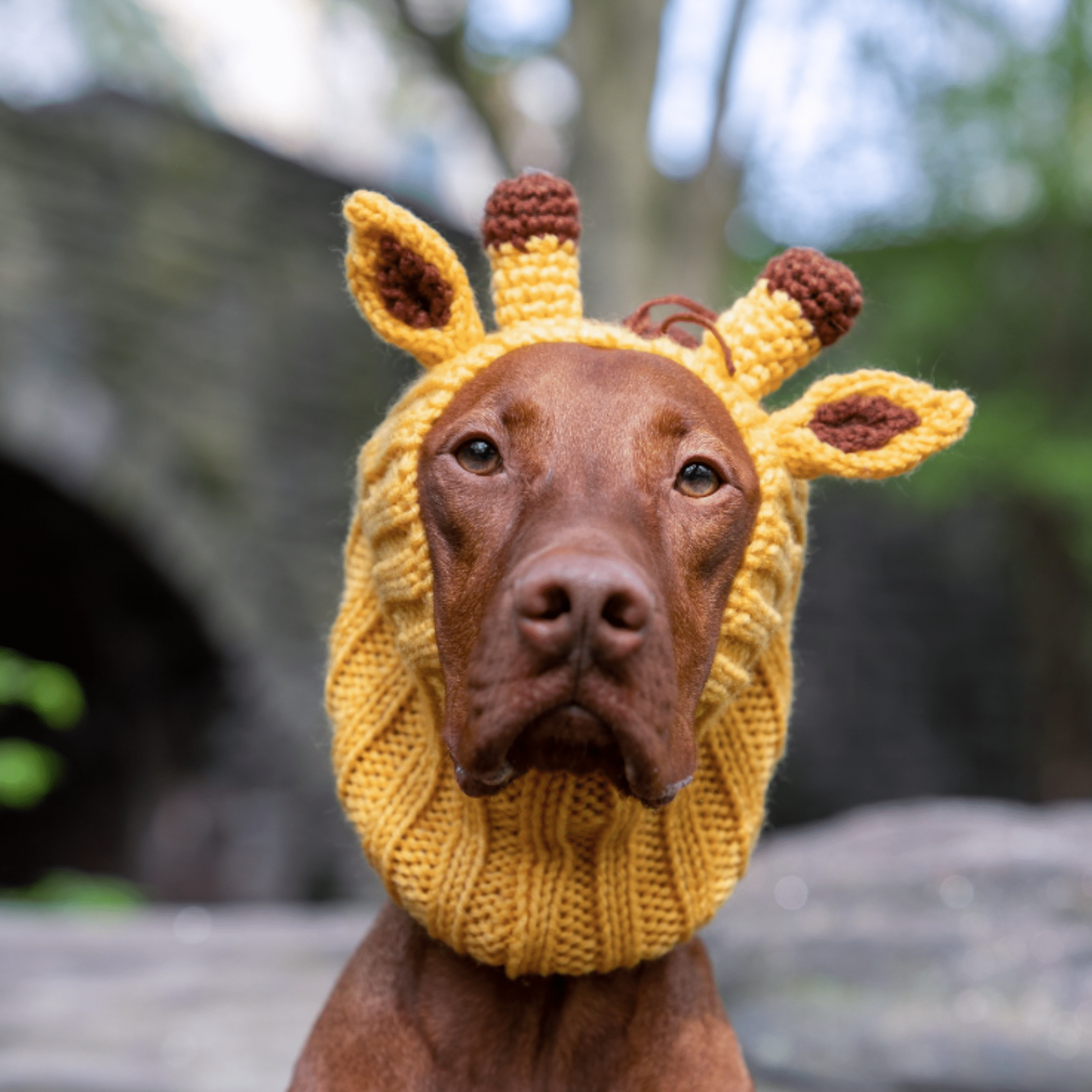 Dog Costumes For Large Dogs Polar Bear Zoo Snoods Black Bear Dog