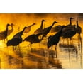 thumbnail image 2 of Jaynes Gallery 32x23 Gold Ornate Wood Framed with Double Matting Museum Art Print Titled - USA-New Mexico-Bernardo Wildlife Management Area-Sandhill cranes in water on foggy sunrise, 2 of 4