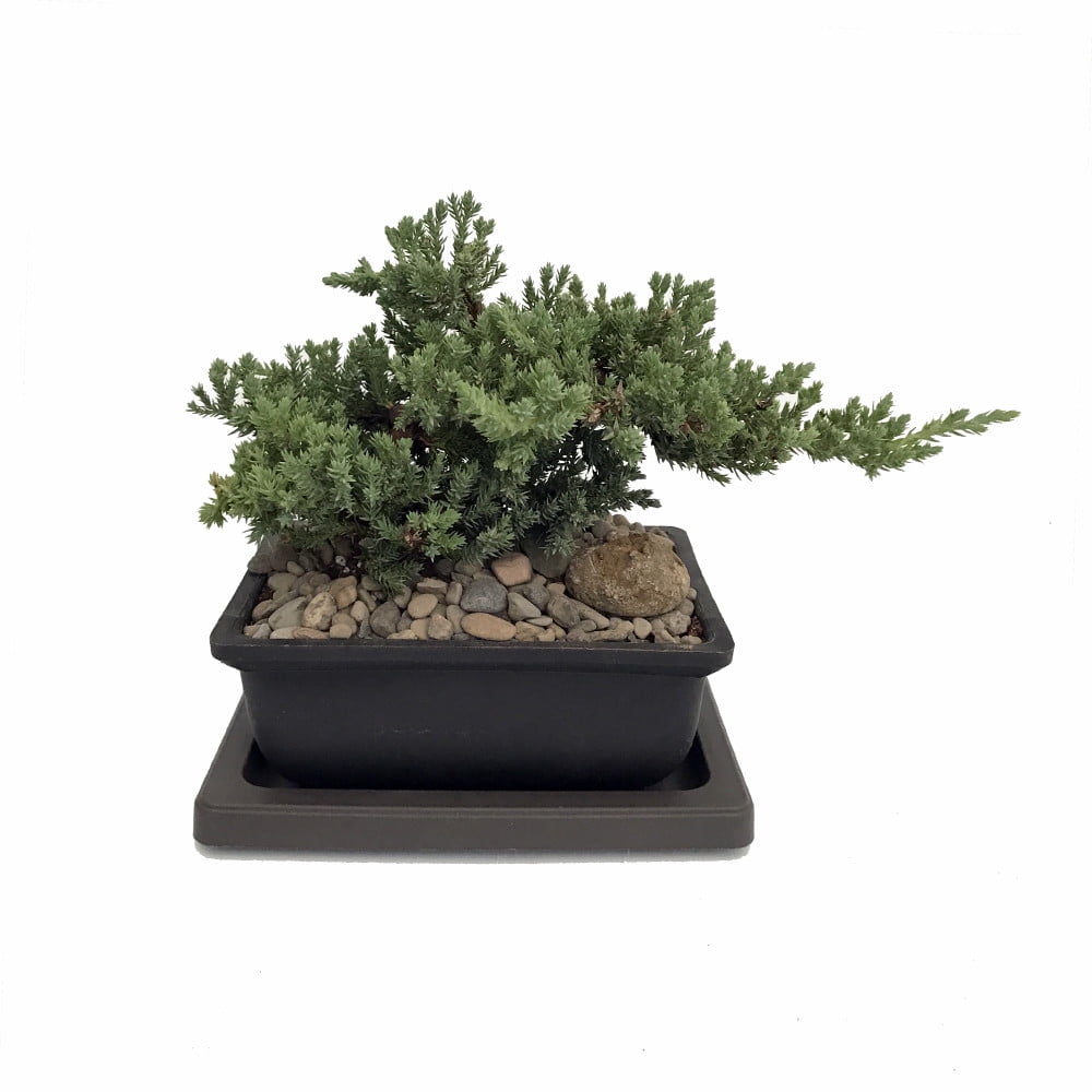 Japanese Juniper Bonsai Tree Pot with Saucer 6" x 4" x 2" by Hirt's Gardens