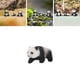 thumbnail image 5 of Figuras de Panda en miniatura Sunnimix escala 1:87 Estilo C, 5 of 7