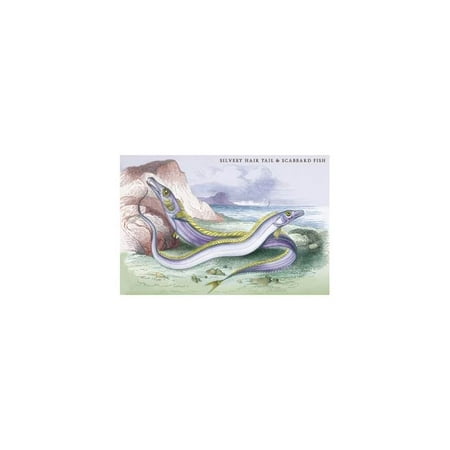 Scabbard Fish - Silvery Hairtail And Scabbard Fish Print (Unframed Paper Print 20x30)