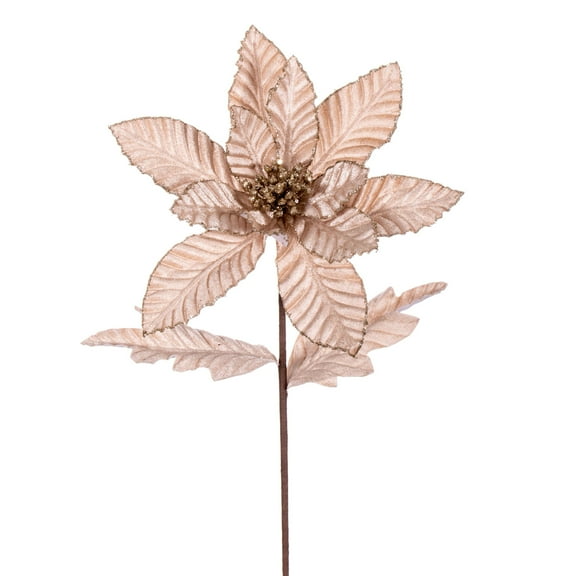Vickerman 22" Champagne Velvet Glitter Trim Poinsettia, 6 per bag.
