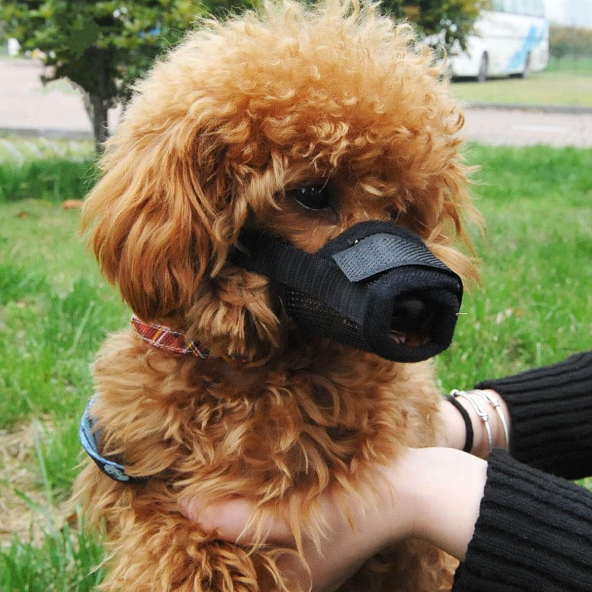 muzzle for toy poodle