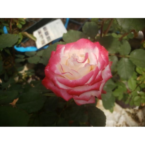 rose plant seeds for sale Hot Chocolate Rose Seeds ~ Flower Bush ~ Perennial Flowers ~ Roses ~  Fragrance ~ Bouquet ~ Wedding ~ Flowers main image 1