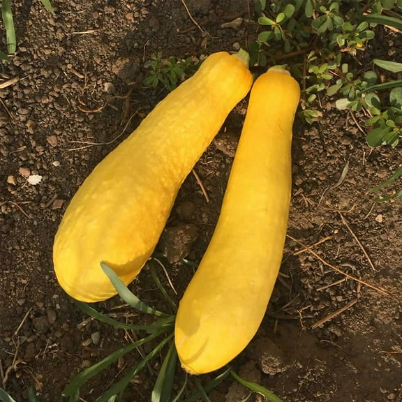 Early Prolific Straightneck Summer Squash Garden Seeds - 1 Oz - Heirloom, Non-GMO - Vegetable Gardening Seed - Straight Neck Yellow Squash
