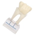 thumbnail image 5 of Modelo de nervio Dental profesional, modelo de dientes de demostración para estudio de enseñanza Dental, 5 of 5