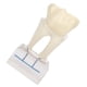 thumbnail image 5 of Modelo de nervio dental BuyWeek didáctico profesional, 5 of 14