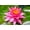 Red, variant on Mature Fully Grown Hardy Water Lily (Assorted Yellow)