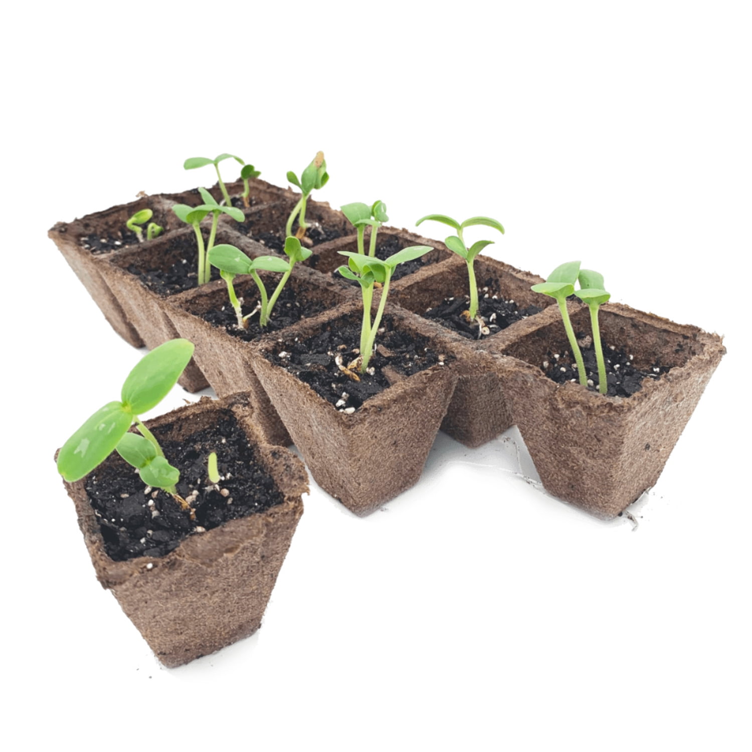 Jiffy Organic Seed Starting 10 Biodegradable Peat Strips (50 Strips - 500 Pot Cells)