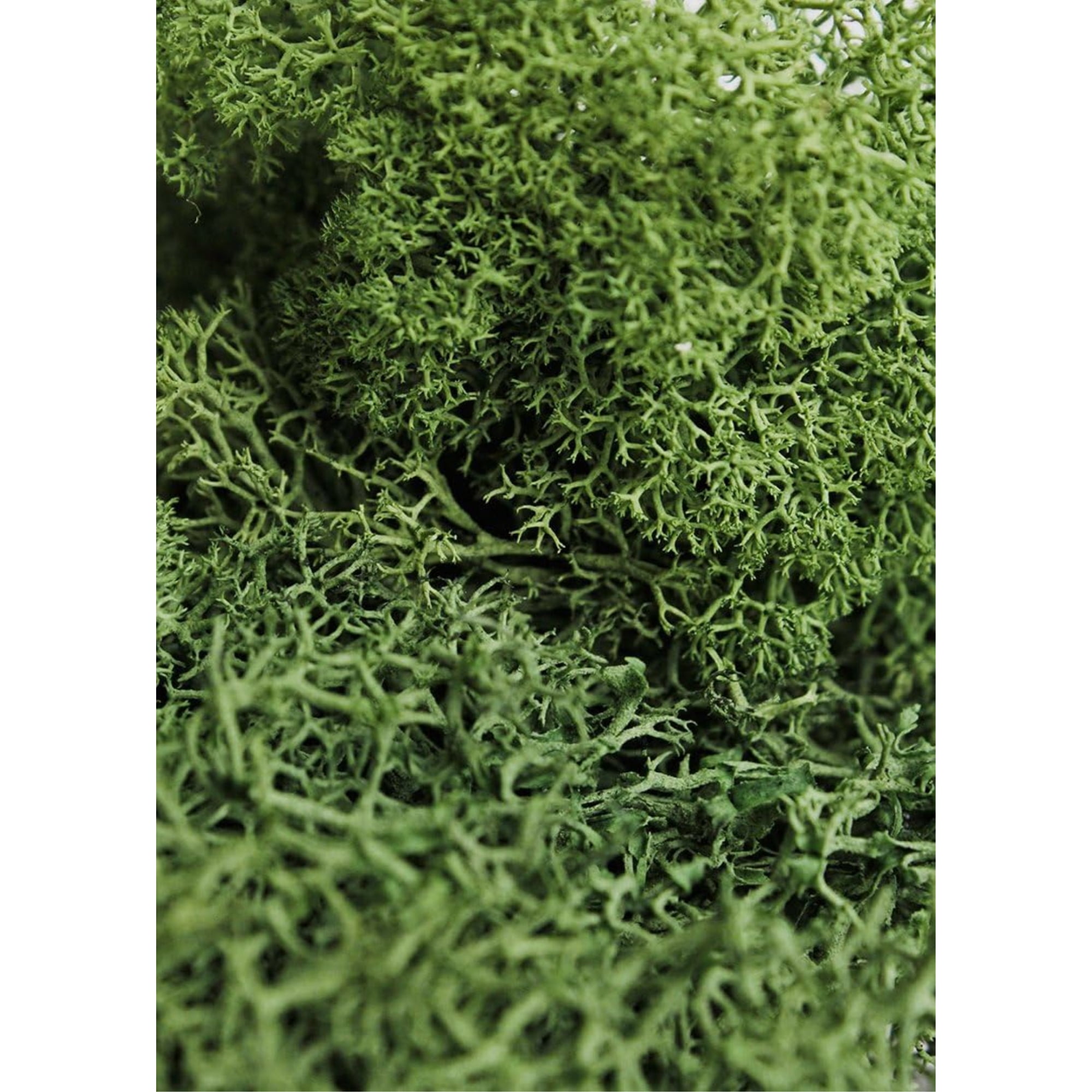 SuperMoss Preserved Reindeer Moss - 8oz.