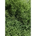 thumbnail image 4 of SuperMoss Preserved Reindeer Moss - 8oz., 4 of 4