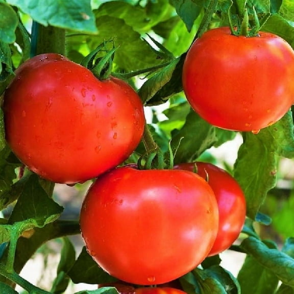 TomorrowSeeds - Floridade Tomato Seeds - 100  Count - For 2025 Planting Heat Tolerant Hot Weather