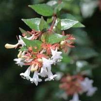 Abelia grandiflora - 3 Gallon Pot, Live Semi-Evergreen Shrub, Full/Part Sun, Outdoor