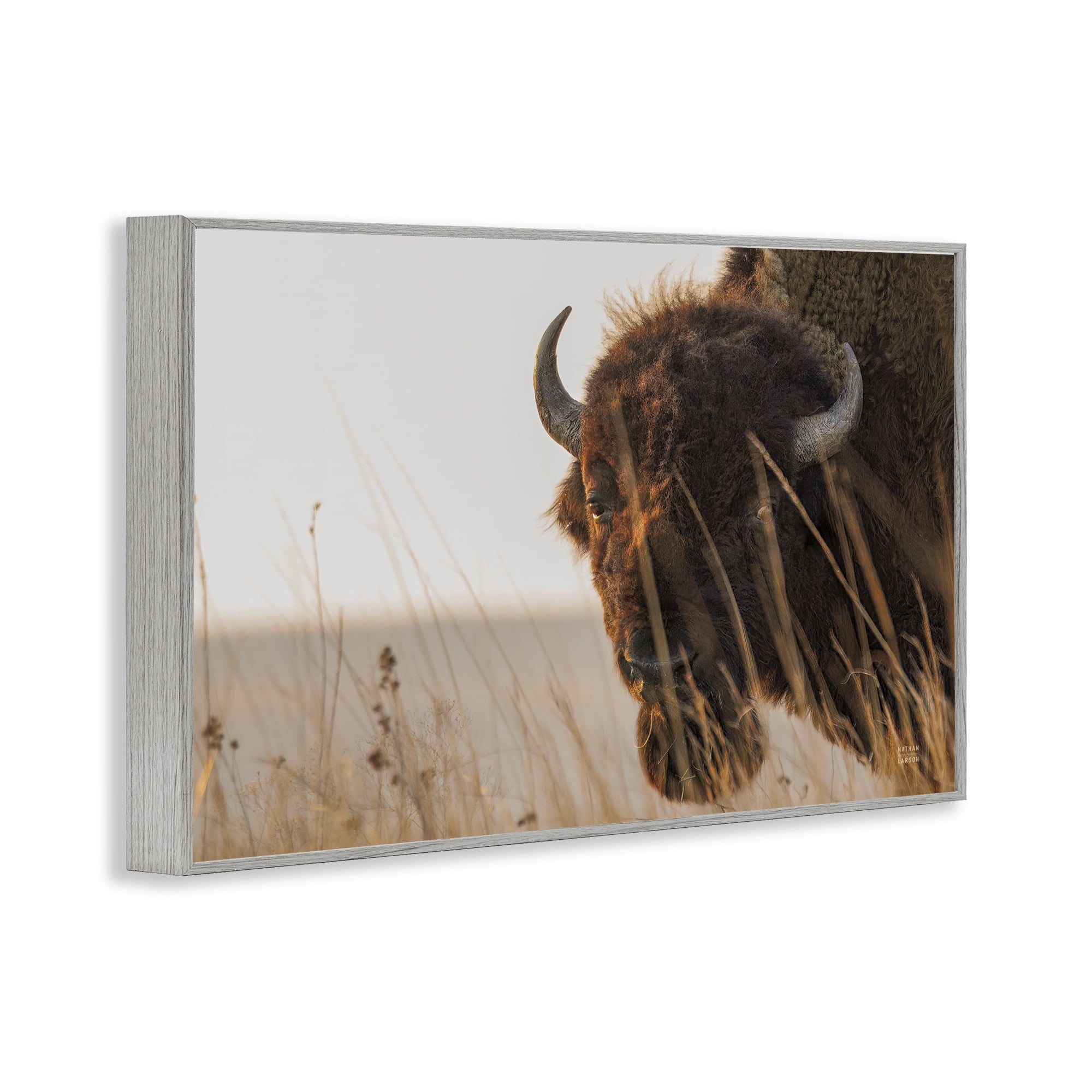 Stupell Industries Bison Sunset on Golden Prairie Gray Framed Giclee Art, design by Nathan Larson