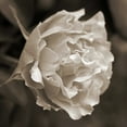 thumbnail image 2 of Semenza, Marlana 20x20 Black Ornate Wood Framed with Double Matting Museum Art Print Titled - Rose Profile, 2 of 4