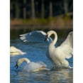 thumbnail image 2 of Fitzharris, Tim 19x24 White Modern Wood Framed Museum Art Print Titled - Trumpeter Swans Pair-Arkansas, 2 of 4