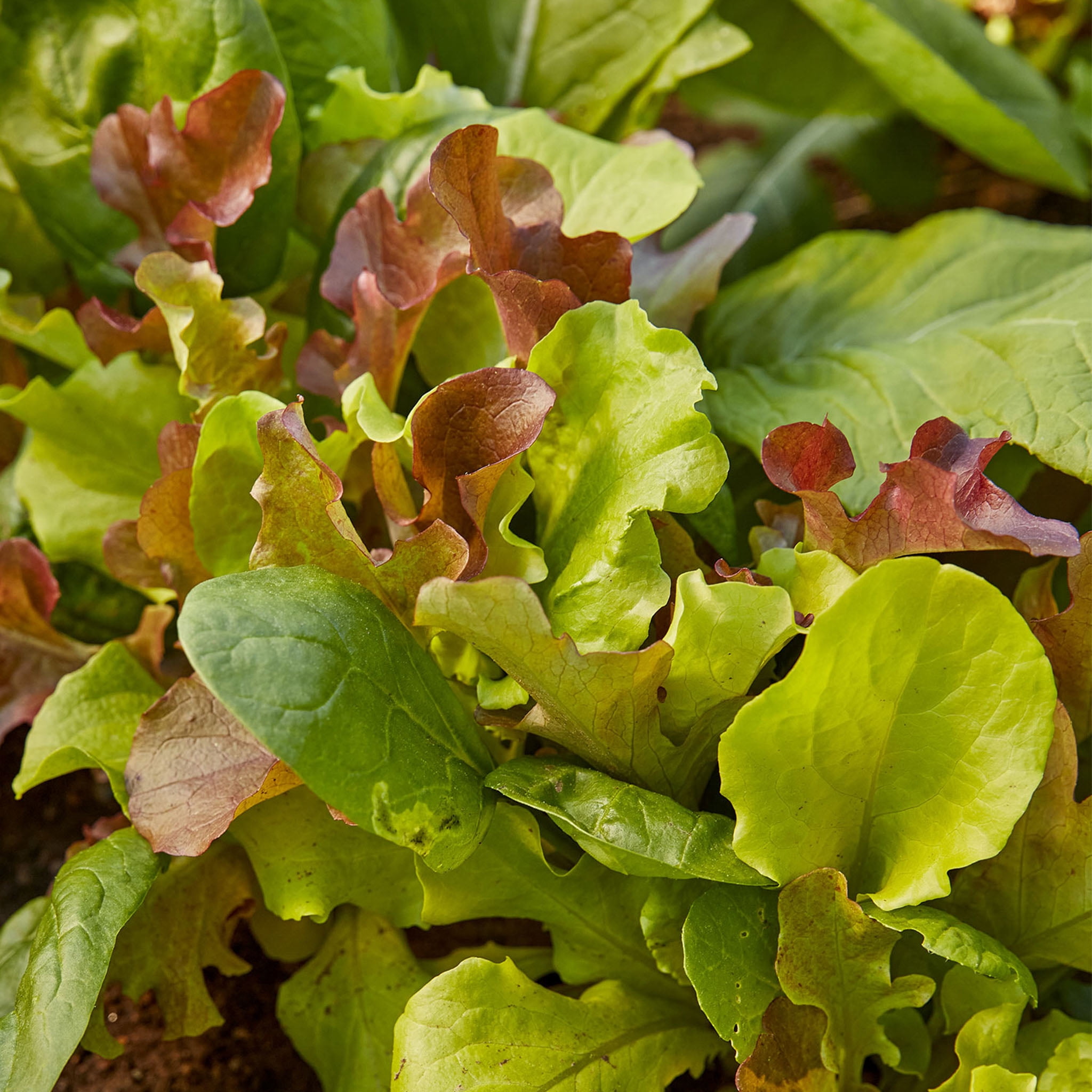 Burpee Sweet Salad Mix Mesclun