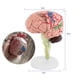thumbnail image 1 of 1 pieza de modelo de cerebro humano anatómico desmontado, herramienta de enseñanza médica, juguete, 1 of 15