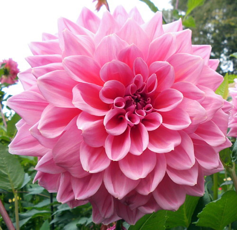 Otto's Thrill Decorative Dinnerplate Dahlia - 2 Bulb Clumps - Walmart.com