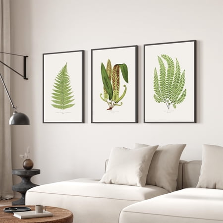 Fern Wall Art Botanical Print Green Decor Artworks For Living Room Ideas For Plant Science Illustrations Forest Theme Set 3 Poster Only