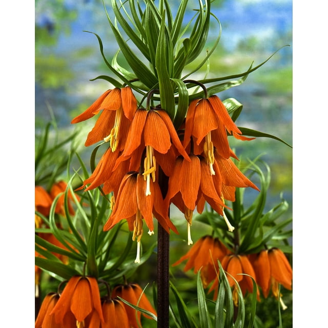 TASC Imperialis Rubra Maxima