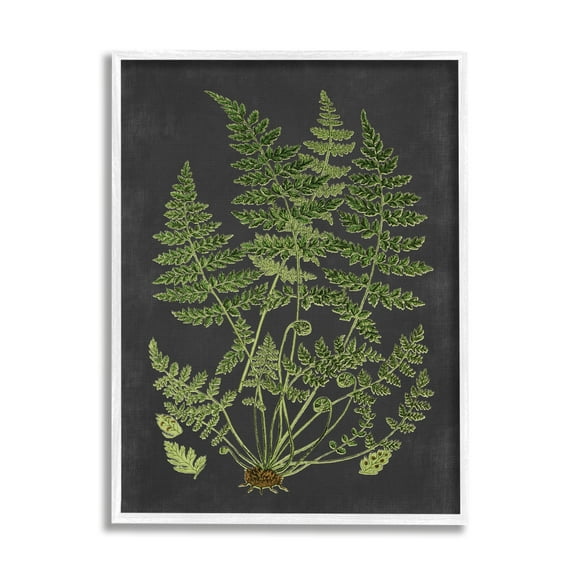Stupell Industries Botanical Drawing Green Black Design Print Framed Art Print Wall Art, 16x20, By Lettered and Lined
