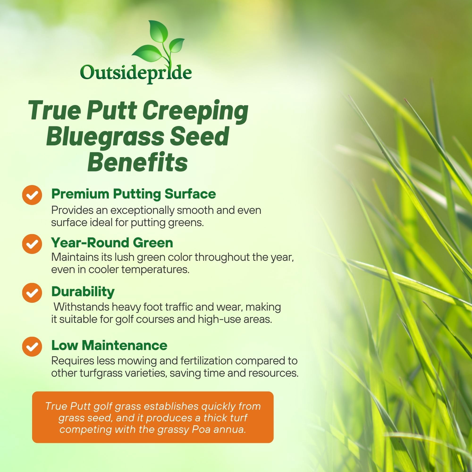 Outsidepride 5 lb. Perennial Shade Tolerant Creeping Bluegrass for Golf Courses & Home Putting Greens