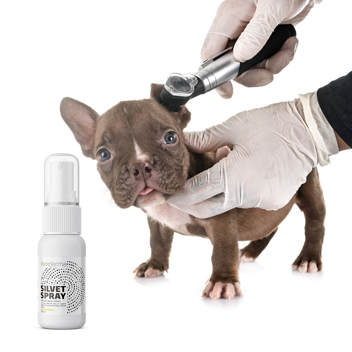 Colloidal silver for top dogs itchy skin