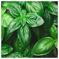 thumbnail image 4 of Everwilde Farms - 1 oz Genovese Basil Herb Seeds - Gold Vault Bulk Seed Packet, 4 of 4