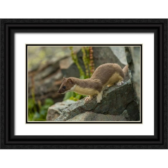 Illg, Cathy and Gordon 32x23 Black Ornate Wood Framed with Double Matting Museum Art Print Titled - Colorado, San Juan Mts, Short-tailed weasel