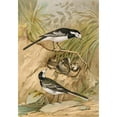 thumbnail image 2 of Johann Friedrich Naumann 18x24 Black Ornate Framed Double Matted Museum Art Print Titled: Motacilla Lugubris Temm., 2 of 5
