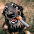 thumbnail image 4 of Juguete interactivo para perros Nocciola, caja completa de cigarrillos de simulación, juguetes divertidos para mascotas, regalos de peluche interactivos, un regalo para perros, 4 of 5