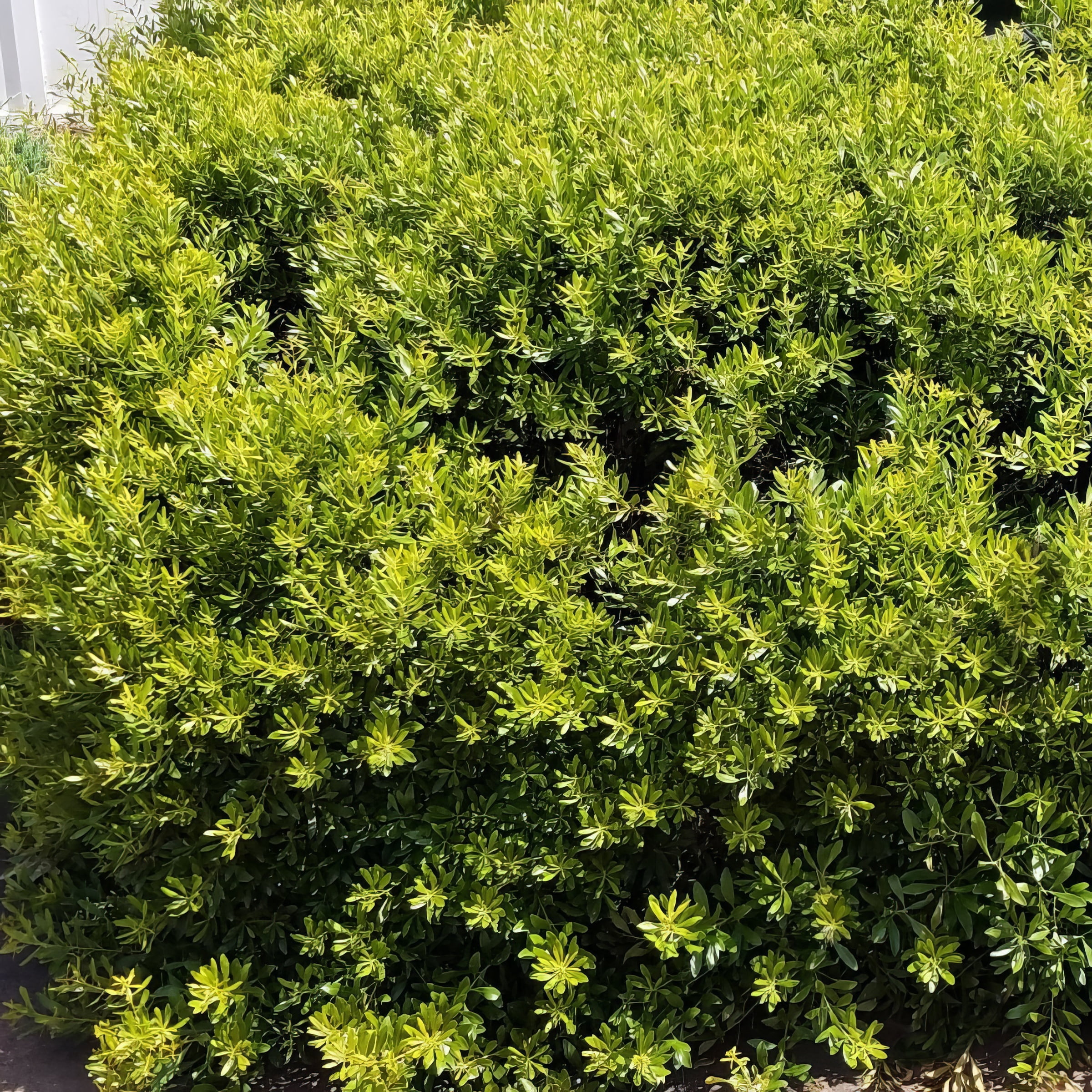 Live Shrub 3 gal Dwarf Wax Myrtle with Full Sunlight