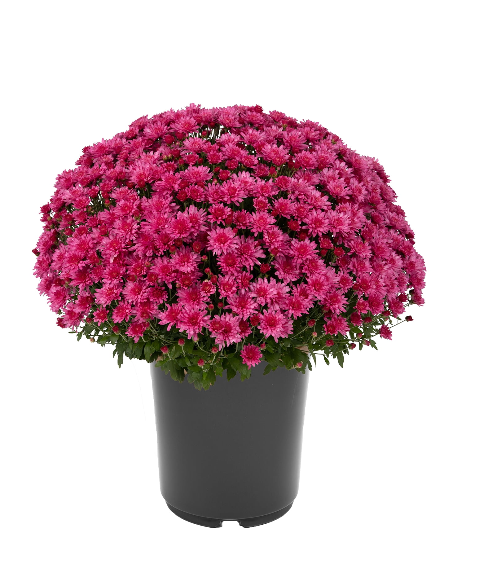 Expert Gardener 3QT Mum Pink