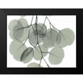 thumbnail image 2 of Koetsier, Albert 24x19 Black Modern Framed Museum Art Print Titled - Descending Eucalyptus 5, 2 of 5